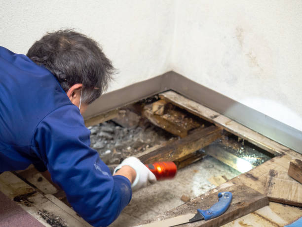 Best Mold Removal Specialists  in Tooele, UT