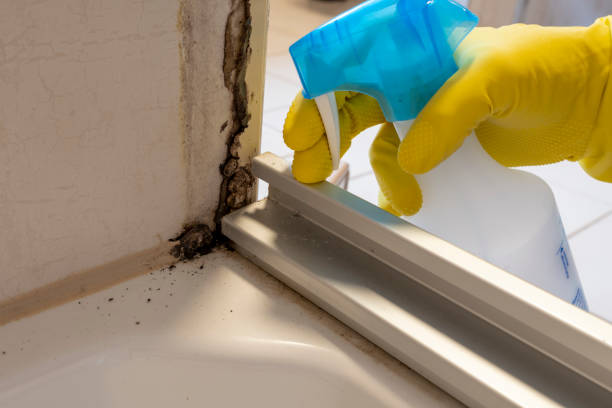 Best Mold Cleaning Services  in Tooele, UT