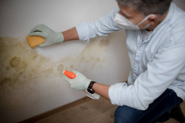 Mold Removal Process in Tooele, UT